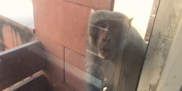 Observant monkey
